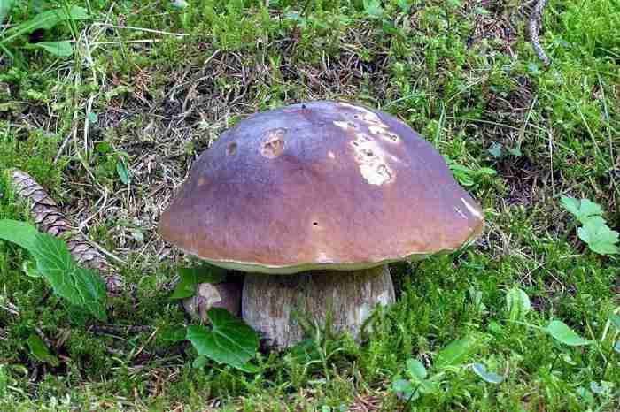  Image name: 43 Porcino.jpg 
 width: 700 pixel 
 height: 466 pixel 
 Size: 43495 bytes 
 Click to enlarge 